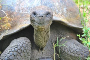 The weirdest ways to die. From being hit on the head by a tortoise to being attacked by a knife wielding chicken, these are the weirdest ways to die.