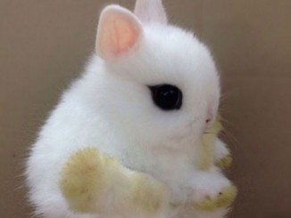Cute baby animals are always adorable. But sometimes they are so cute you just have to say "Nawwwww." These baby animals are so sweet! I want one!