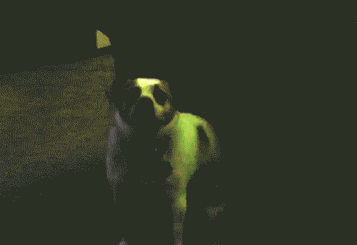 Disco dancing dogs gif