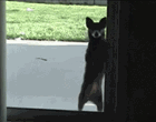 Funny dancing dogs gif