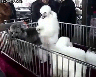 Dancing poodle gif