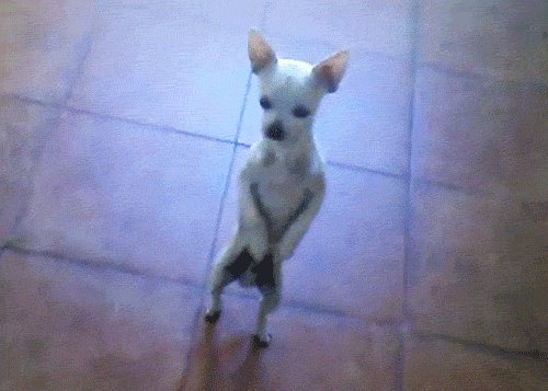Cute dancing dogs gif