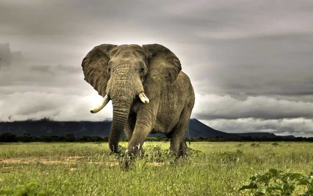 Just one of the African animals that will kill you