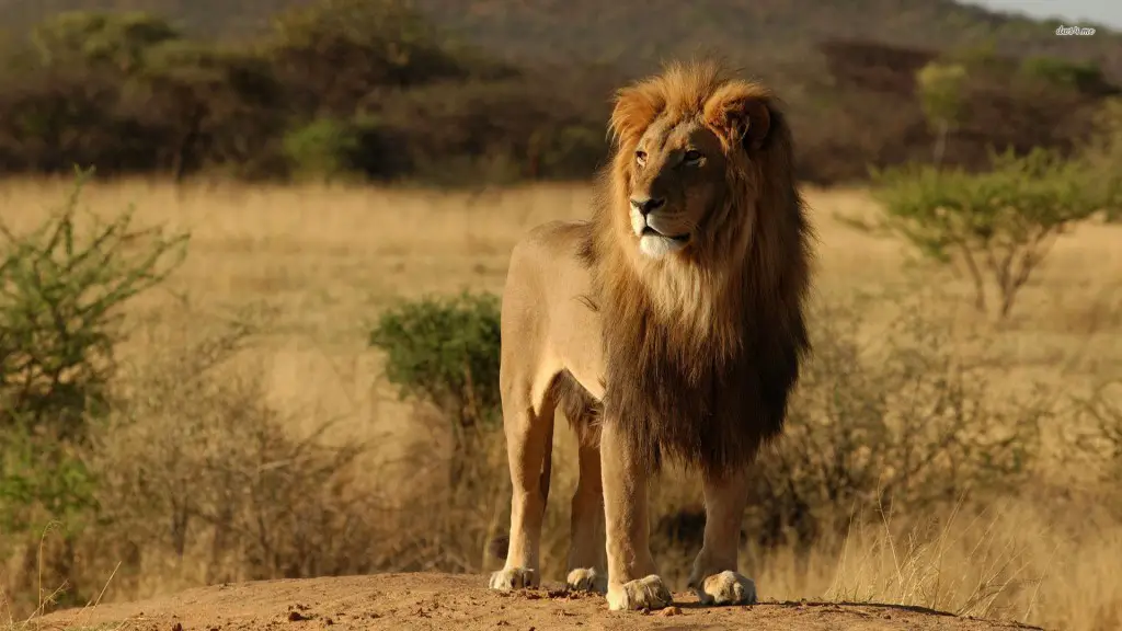 Just one of the African animals that will kill you