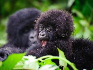 Baby Gorilla playing with her mother.