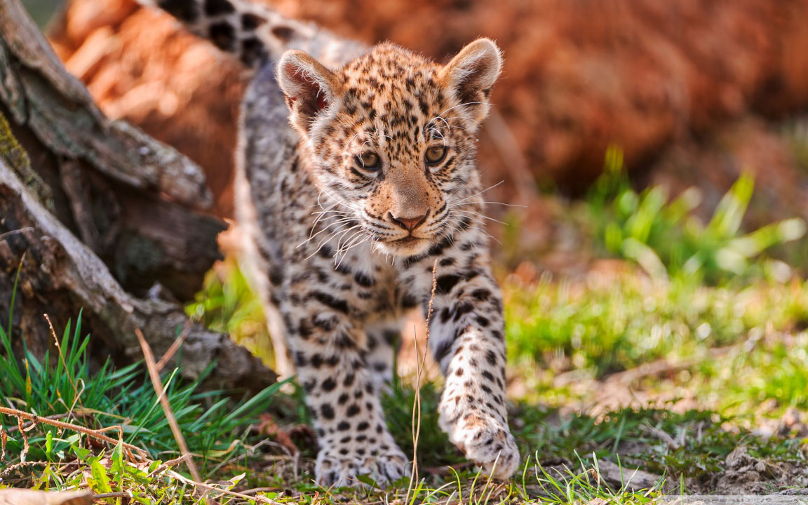 Baby-Jaguar.jpg