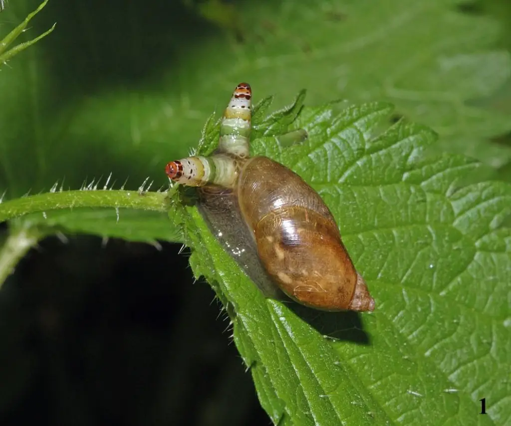 Leucochloridium paradoxum is one of the most horrifying parasites on the planet.