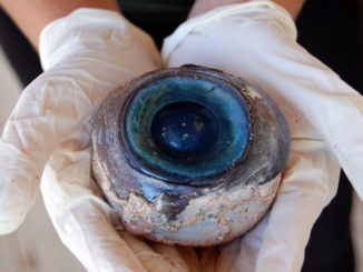These are the weirdest things washed ashore