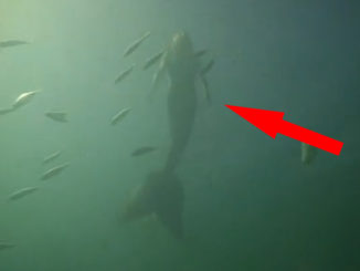 Real mermaid caught on tape, swims through the waters off the coast of Australia.