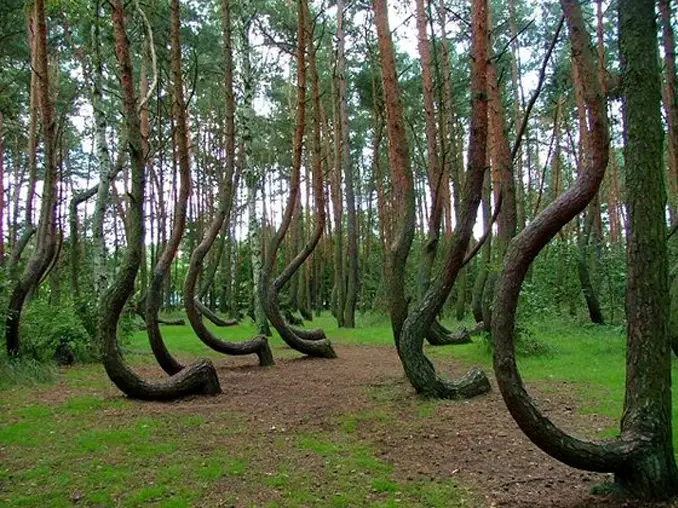 Hoia Baciu Haunted Forest is one of many Cursed Destinations You Should NEVER Visit