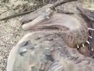 These unexplained videos have left skeptics worried