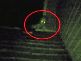 The Rake Caught on camera on a roof