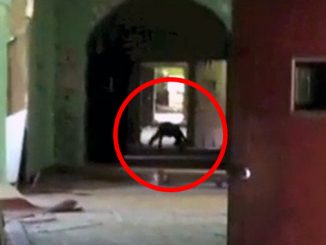 Freaky Cryptid Sightings Caught on Camera