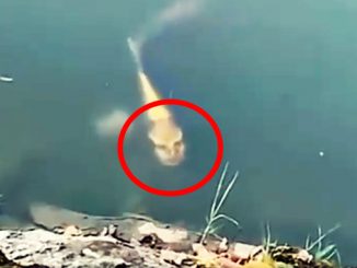 Mysterious Clips That Are Beyond Explanation