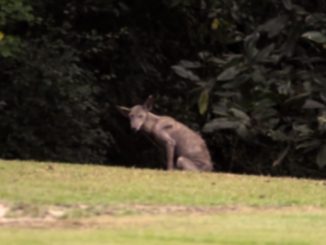Real Chupacabra Sightings Caught on Camera