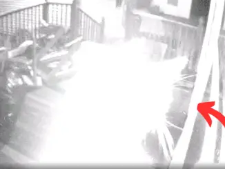 Pet Cat Apparition